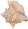 Conch Seashell 6"-8" Imperfect Conch 1 Garden Quality Conch Shell